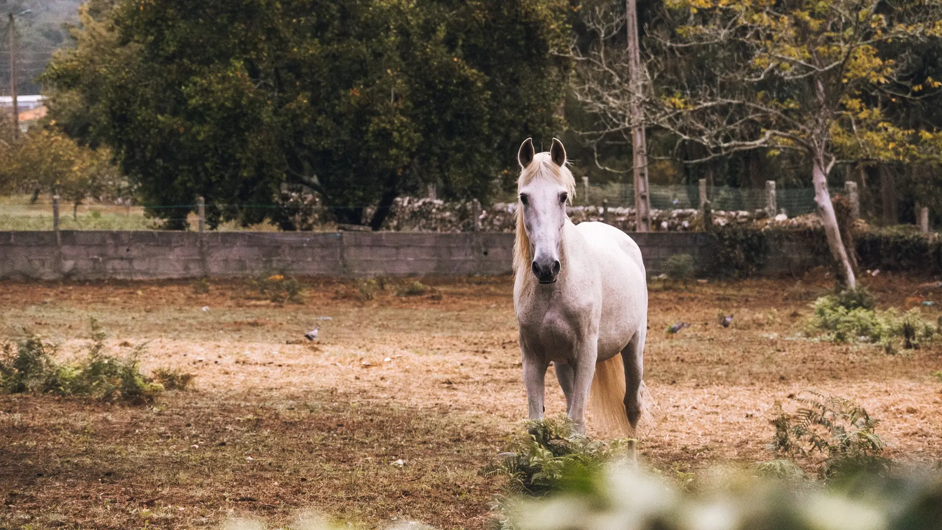 White horse standing behind an ivy-covered stone wall on a misty morning in Nigrán, Galicia